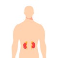 Vector diagram of adrenal glands in flat style. Royalty Free Stock Photo