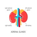 Vector diagram of adrenal glands in flat style. Royalty Free Stock Photo