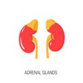 Vector diagram of adrenal glands in flat style. Royalty Free Stock Photo