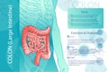 Vector diagram illustration of the human colon Royalty Free Stock Photo