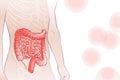 Vector diagram illustration of the human colon