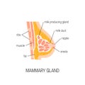 Vector diagram of mammary gland