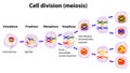 Vector diagram of the meiosis phases Royalty Free Stock Photo