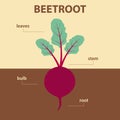 Vector diagram parts of beetroot whole plant - agricultural infographic scheme