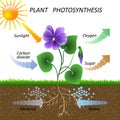 Vector diagram of plant photosynthesis, science education botany poster, illustration for studying biology.