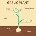 Vector diagram showing parts of garlic plant - agricultural infographic scheme with labels for education of biology - umbel