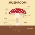 Vector diagram showing parts of mushroom whole plant infographic amanita muscaria scheme Royalty Free Stock Photo