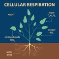 Vector diagram showing parts of plant - agricultural infographic scheme with labels for education of biology - night