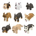 Vector different breed isometric dogs