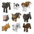 Vector different breed isometric dogs