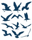 vector different seagull silhouettes