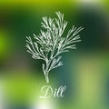 Vector dill illustration on blurred background. Hand drawn sketch of spice plant. Botanical drawing of aromatic herb.