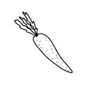 dodle illustration of carrot in hand draw style Royalty Free Stock Photo