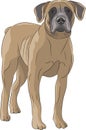 Vector. Dog Boerboel.