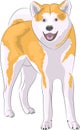 Vector dog breed Akita Inu.