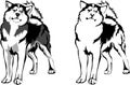 Vector dog breed malamute