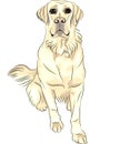 vector Dog breed white labrador retrievers sitting