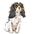 Vector Dog Cavalier King Charles Spaniel Royalty Free Stock Photo