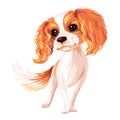 Vector dog Cavalier King Charles Spaniel Royalty Free Stock Photo