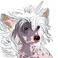 Vector Dog Chinese Crested breed Royalty Free Stock Photo