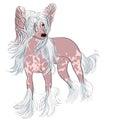 Vector Dog Chinese Crested breed