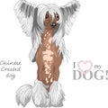Vector dog Chinese Crested breed