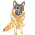 vector Dog German shepherd breed smile Royalty Free Stock Photo
