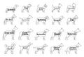 Vector dog icons collection isolated on white. Dogs breeds names Royalty Free Stock Photo
