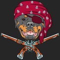 Vector Dog Rottweiler Pirate with pistols