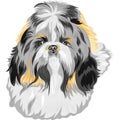 vector Dog Shih Tzu breed