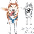 Vector dog Siberian Husky breed Royalty Free Stock Photo