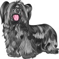 Vector dog Skye Terrier breed