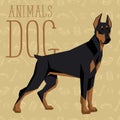 Vector Dogs Collection