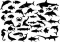 35 vector dolphins sharks whales and fishes