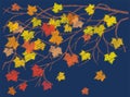 Vector doodle drawing of branch maple tree with colorful bright autumn leaves