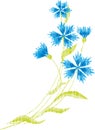 Vector doodle drawing of silhouette bunch wild cornflowers