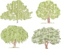 Vector doodle drawings of various deciduous trees in summer