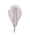 Doodle single spikelet of wheat Royalty Free Stock Photo