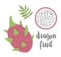 Vector dragon fruit clip art. Jungle fruit illustration. Hand drawn flat exotic plants isolated on white background. Bright