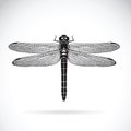 Vector of dragonfly on white background. Insect. Royalty Free Stock Photo