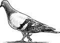 Vector draving of a walking pigeon Royalty Free Stock Photo