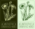 Vector drawing ACANTHOTHECA. Hand drawn illustration. The Latin name is DIMORPHOTHECA MOENCH Royalty Free Stock Photo