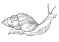 Vector drawing of Achatina snail or African giant land snail in the conical shell in black isolated on white background. Royalty Free Stock Photo