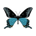 vector drawing alpine black swallowtail butterfly