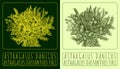 Vector drawing ASTRAGALUS DANICUS. Hand drawn illustration. The Latin name is ASTRAGALUS DASYANTHUS PALL Royalty Free Stock Photo