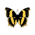 Vector drawing Australian lurcher butterfly