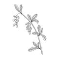 Vector drawing barberry