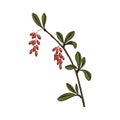 Vector drawing barberry