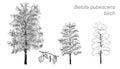 Vector drawing of birch (Betula pubescens) Royalty Free Stock Photo