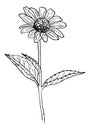 VECTOR DRAWING OF A BLACK FLOWERING RUDBECKIA ON A WHITE BACKGROUND